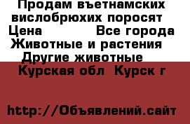 Продам въетнамских вислобрюхих поросят › Цена ­ 2 500 - Все города Животные и растения » Другие животные   . Курская обл.,Курск г.